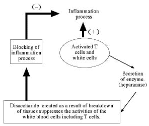 Inflammation heal thyself